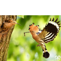 گونه هدهد Eurasian Hoopoe